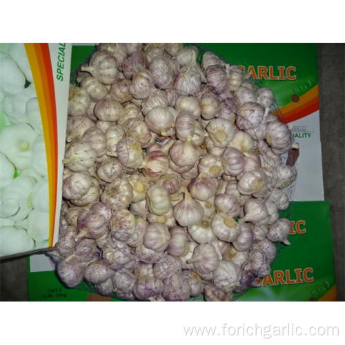 Buy Normal White Garlic 2019